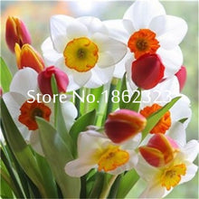 Load image into Gallery viewer, 100 pcs/bag Narcissus Flower, Bonsais Planta of Aquatic Plants Double Petals Pink Daffodil Flower plants for Home Garden Decor