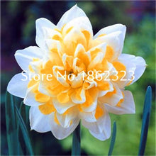 Load image into Gallery viewer, 100 pcs/bag Narcissus Flower, Bonsais Planta of Aquatic Plants Double Petals Pink Daffodil Flower plants for Home Garden Decor