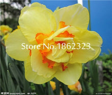 Load image into Gallery viewer, 100 pcs/bag Narcissus Flower, Bonsais Planta of Aquatic Plants Double Petals Pink Daffodil Flower plants for Home Garden Decor