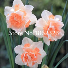 Load image into Gallery viewer, 100 pcs/bag Narcissus Flower, Bonsais Planta of Aquatic Plants Double Petals Pink Daffodil Flower plants for Home Garden Decor
