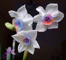 Load image into Gallery viewer, 100 pcs/bag Narcissus Flower, Bonsais Planta of Aquatic Plants Double Petals Pink Daffodil Flower plants for Home Garden Decor