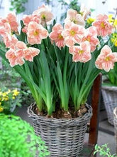 Load image into Gallery viewer, 100 pcs/bag Narcissus Flower, Bonsais Planta of Aquatic Plants Double Petals Pink Daffodil Flower plants for Home Garden Decor