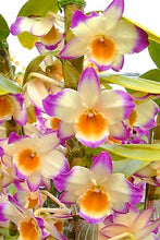 Load image into Gallery viewer, 100 pcs/bag Narcissus Flower, Bonsais Planta of Aquatic Plants Double Petals Pink Daffodil Flower plants for Home Garden Decor