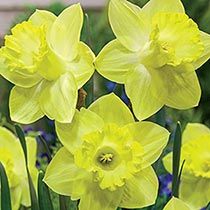 Load image into Gallery viewer, 100 pcs/bag Narcissus Flower, Bonsais Planta of Aquatic Plants Double Petals Pink Daffodil Flower plants for Home Garden Decor