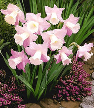 Load image into Gallery viewer, 100 pcs/bag Narcissus Flower, Bonsais Planta of Aquatic Plants Double Petals Pink Daffodil Flower plants for Home Garden Decor