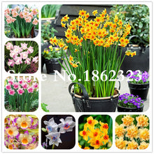 Load image into Gallery viewer, 100 pcs/bag Narcissus Flower, Bonsais Planta of Aquatic Plants Double Petals Pink Daffodil Flower plants for Home Garden Decor
