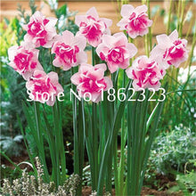 Load image into Gallery viewer, 100 pcs/bag Narcissus Flower, Bonsais Planta of Aquatic Plants Double Petals Pink Daffodil Flower plants for Home Garden Decor
