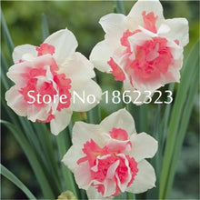Load image into Gallery viewer, 100 pcs/bag Narcissus Flower, Bonsais Planta of Aquatic Plants Double Petals Pink Daffodil Flower plants for Home Garden Decor
