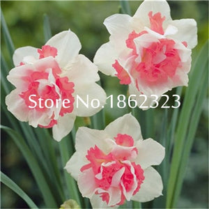 100 pcs/bag Narcissus Flower, Bonsais Planta of Aquatic Plants Double Petals Pink Daffodil Flower plants for Home Garden Decor