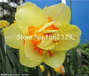 100 pcs/bag Narcissus Flower, Bonsais Planta of Aquatic Plants Double Petals Pink Daffodil Flower plants for Home Garden Decor