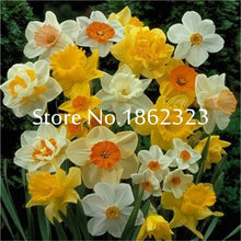 Load image into Gallery viewer, 100 pcs/bag Narcissus Flower, Bonsais Planta of Aquatic Plants Double Petals Pink Daffodil Flower plants for Home Garden Decor
