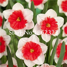 Load image into Gallery viewer, 100 pcs/bag Narcissus Flower, Bonsais Planta of Aquatic Plants Double Petals Pink Daffodil Flower plants for Home Garden Decor
