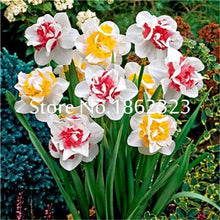 Load image into Gallery viewer, 100 pcs/bag Narcissus Flower, Bonsais Planta of Aquatic Plants Double Petals Pink Daffodil Flower plants for Home Garden Decor
