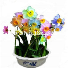Load image into Gallery viewer, 100 pcs/bag Narcissus Flower, Bonsais Planta of Aquatic Plants Double Petals Pink Daffodil Flower plants for Home Garden Decor

