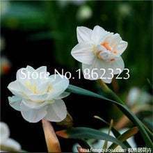 Load image into Gallery viewer, 100 pcs/bag Narcissus Flower, Bonsais Planta of Aquatic Plants Double Petals Pink Daffodil Flower plants for Home Garden Decor
