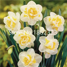 Load image into Gallery viewer, 100 pcs/bag Narcissus Flower, Bonsais Planta of Aquatic Plants Double Petals Pink Daffodil Flower plants for Home Garden Decor
