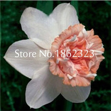 Load image into Gallery viewer, 100 pcs/bag Narcissus Flower, Bonsais Planta of Aquatic Plants Double Petals Pink Daffodil Flower plants for Home Garden Decor
