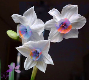 100 pcs/bag Narcissus Flower, Bonsais Planta of Aquatic Plants Double Petals Pink Daffodil Flower plants for Home Garden Decor