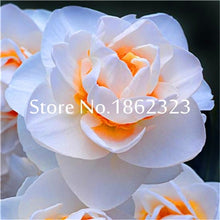 Load image into Gallery viewer, 100 pcs/bag Narcissus Flower, Bonsais Planta of Aquatic Plants Double Petals Pink Daffodil Flower plants for Home Garden Decor
