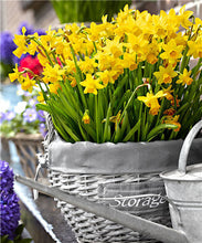 Load image into Gallery viewer, 100 pcs/bag Narcissus Flower, Bonsais Planta of Aquatic Plants Double Petals Pink Daffodil Flower plants for Home Garden Decor
