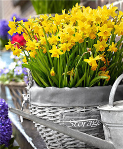 100 pcs/bag Narcissus Flower, Bonsais Planta of Aquatic Plants Double Petals Pink Daffodil Flower plants for Home Garden Decor