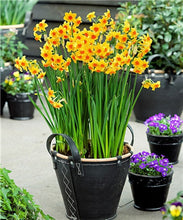 Load image into Gallery viewer, 100 pcs/bag Narcissus Flower, Bonsais Planta of Aquatic Plants Double Petals Pink Daffodil Flower plants for Home Garden Decor
