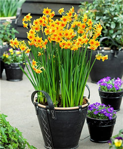 100 pcs/bag Narcissus Flower, Bonsais Planta of Aquatic Plants Double Petals Pink Daffodil Flower plants for Home Garden Decor