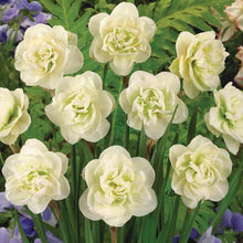 Load image into Gallery viewer, 100 pcs/bag Narcissus Flower, Bonsais Planta of Aquatic Plants Double Petals Pink Daffodil Flower plants for Home Garden Decor
