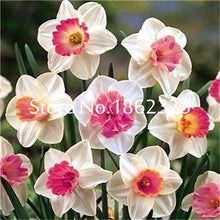 Load image into Gallery viewer, 100 pcs/bag Narcissus Flower, Bonsais Planta of Aquatic Plants Double Petals Pink Daffodil Flower plants for Home Garden Decor
