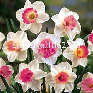 100 pcs/bag Narcissus Flower, Bonsais Planta of Aquatic Plants Double Petals Pink Daffodil Flower plants for Home Garden Decor